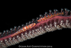 Ocean Art compact macro category - underwater photo winner